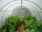 Бизнес идея Строительство теплиц и выращивание овощей в теплицах